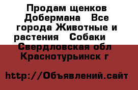 Продам щенков Добермана - Все города Животные и растения » Собаки   . Свердловская обл.,Краснотурьинск г.
